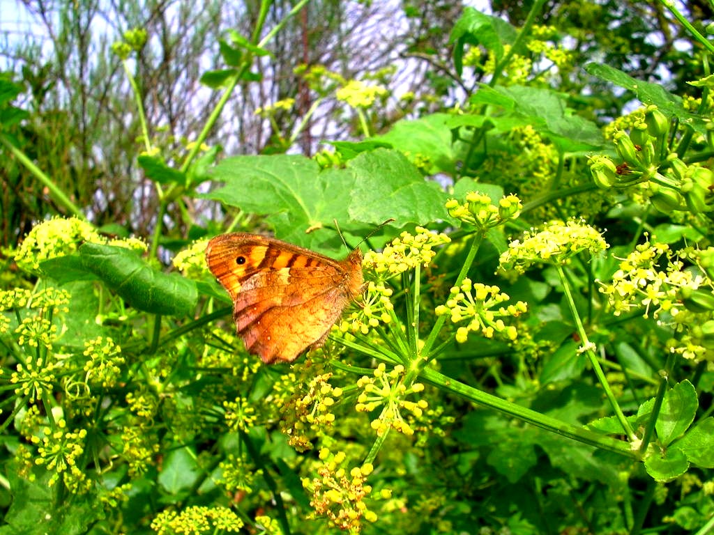 Fonds d'cran Animaux Insectes - Papillons Papillon