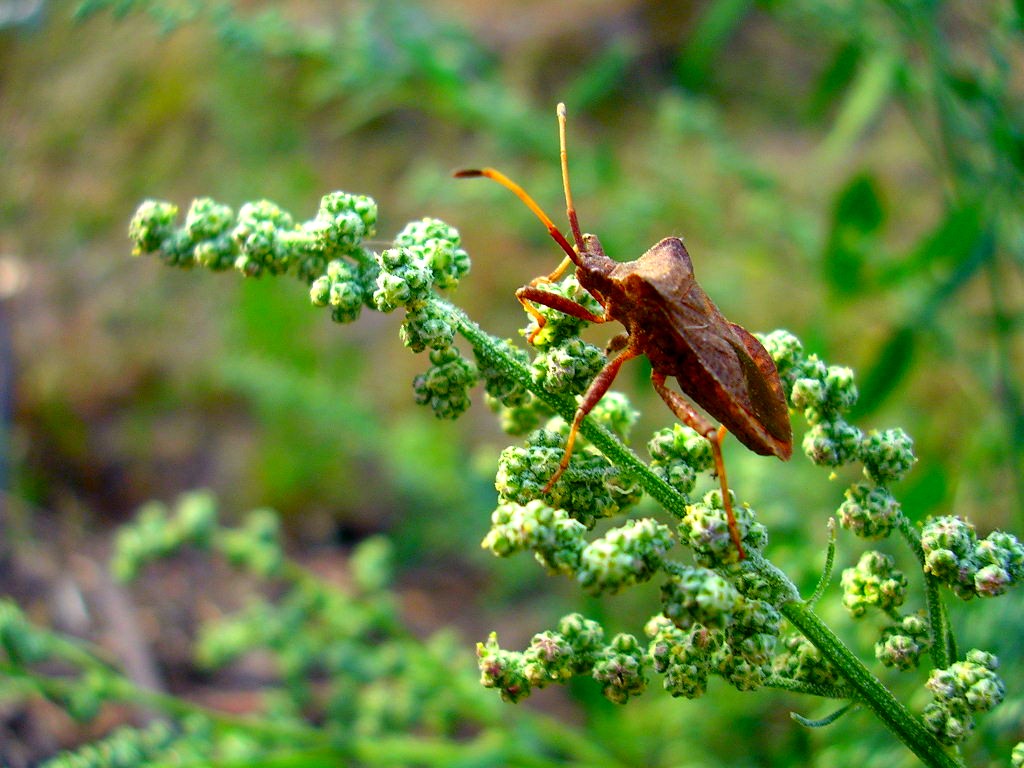 Wallpapers Animals Insectes - Bugs Punaise