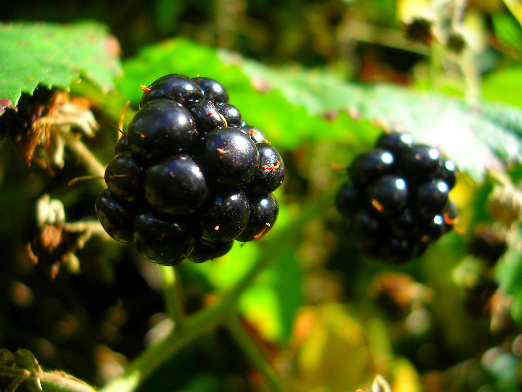 Fonds d'cran Nature Fruits Mres