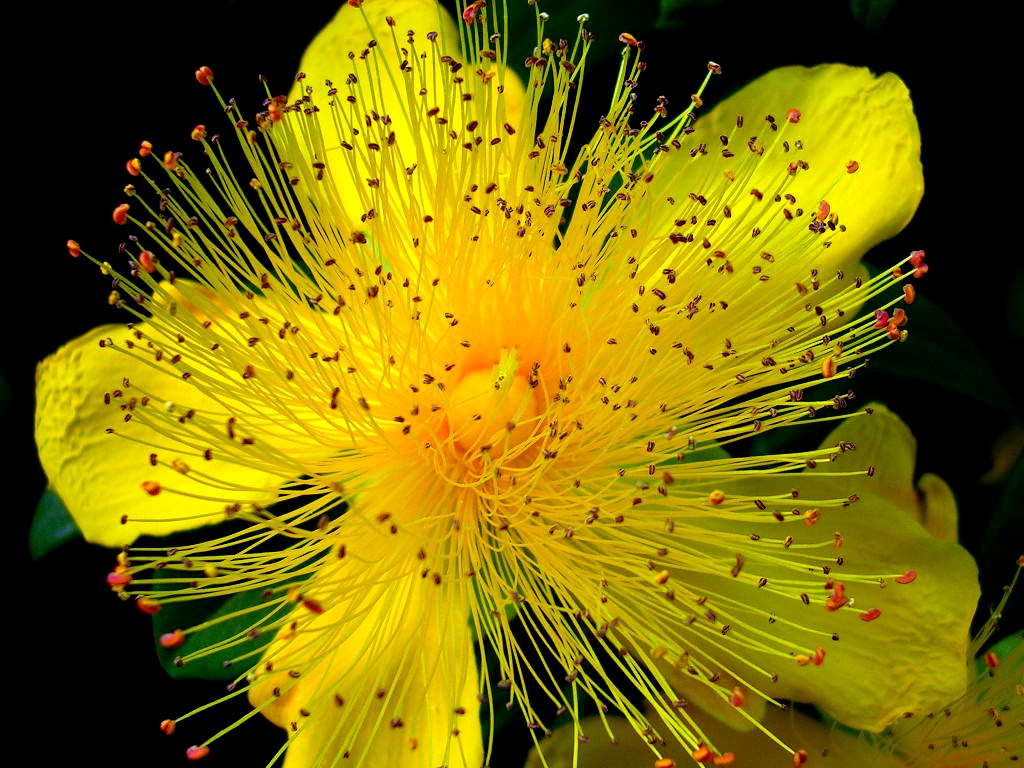 Fonds d'cran Nature Fleurs Millepertuis