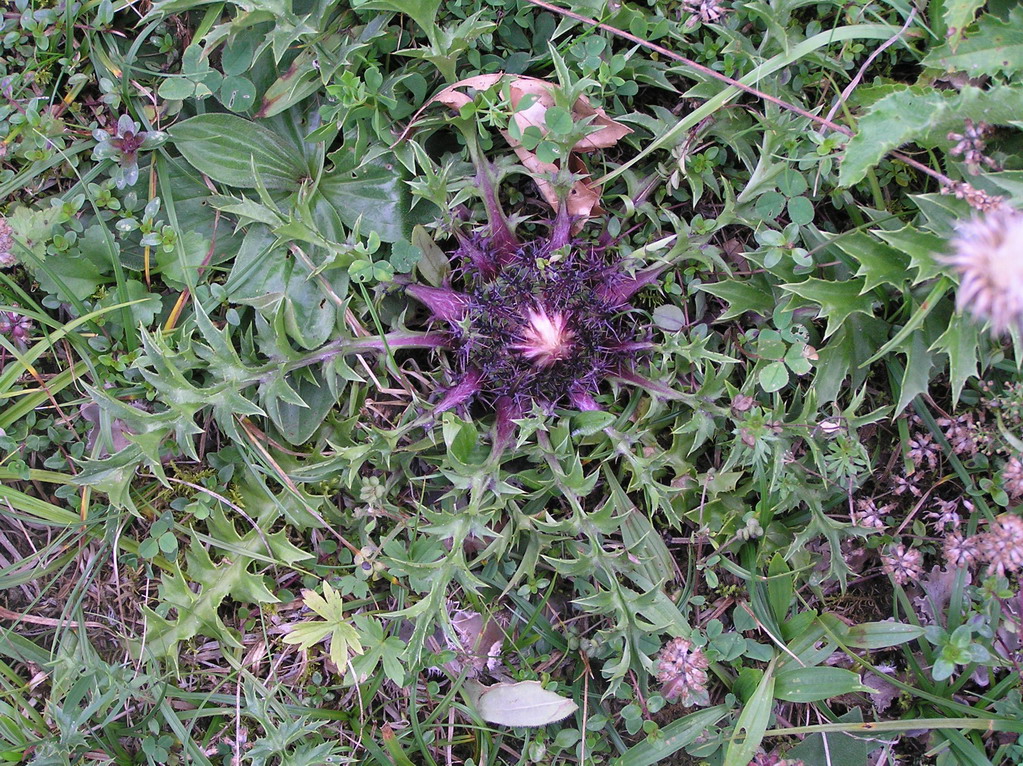 Fonds d'cran Nature Fleurs chardon