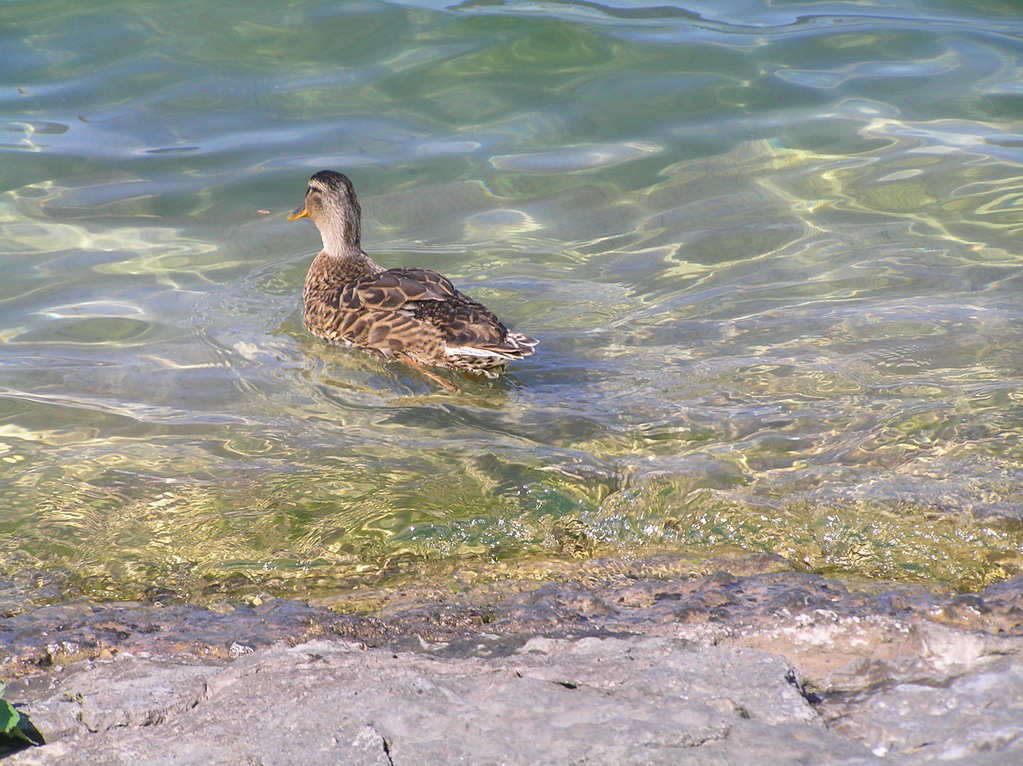 Wallpapers Animals Birds - Ducks canard