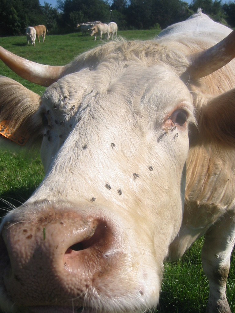 Wallpapers Animals Cows - Bulls - Beef Oh ! le beau boeuf...(suite)