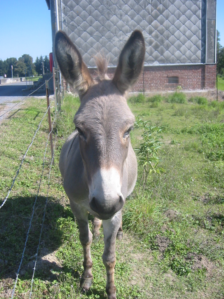 Wallpapers Animals Donkeys Bourriquet