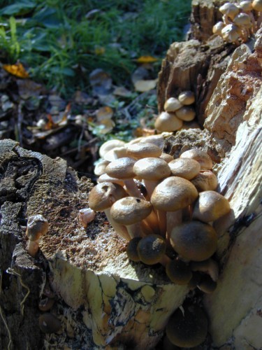 Wallpapers Nature Mushrooms Champignons