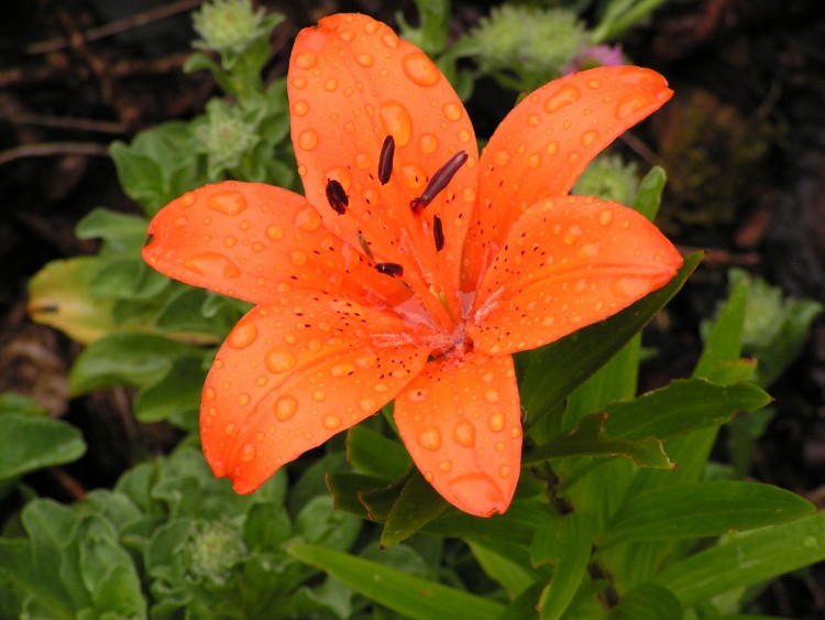 Fonds d'cran Nature Fleurs Oh la belle orange