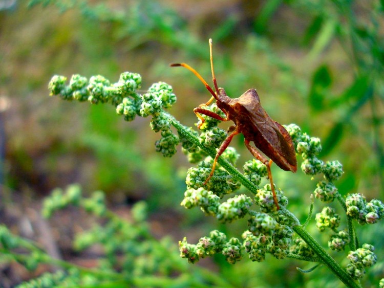 Fonds d'cran Animaux Insectes - Punaises Punaise