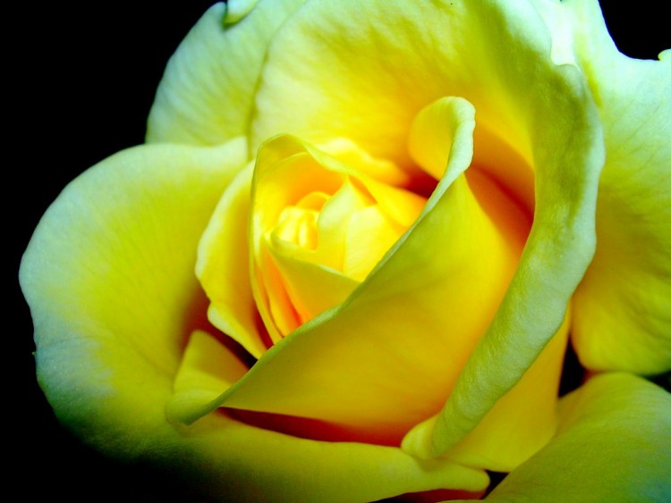 Wallpapers Nature Flowers Rose jaune