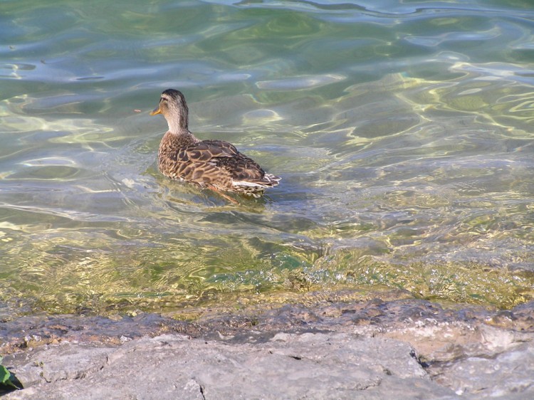 Wallpapers Animals Birds - Ducks canard