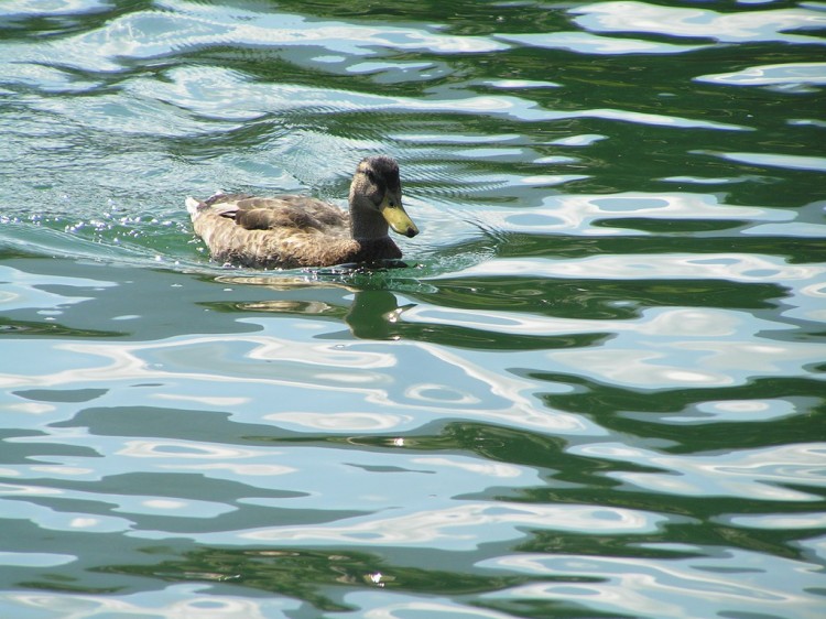 Fonds d'cran Animaux Oiseaux - Canards Wallpaper N119657