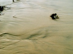 Fonds d'cran Nature trace sur la plage