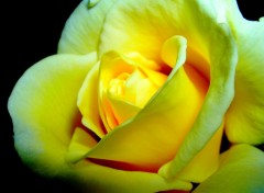 Fonds d'cran Nature Rose jaune