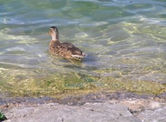 Fonds d'cran Animaux canard