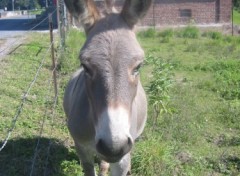 Fonds d'cran Animaux Bourriquet