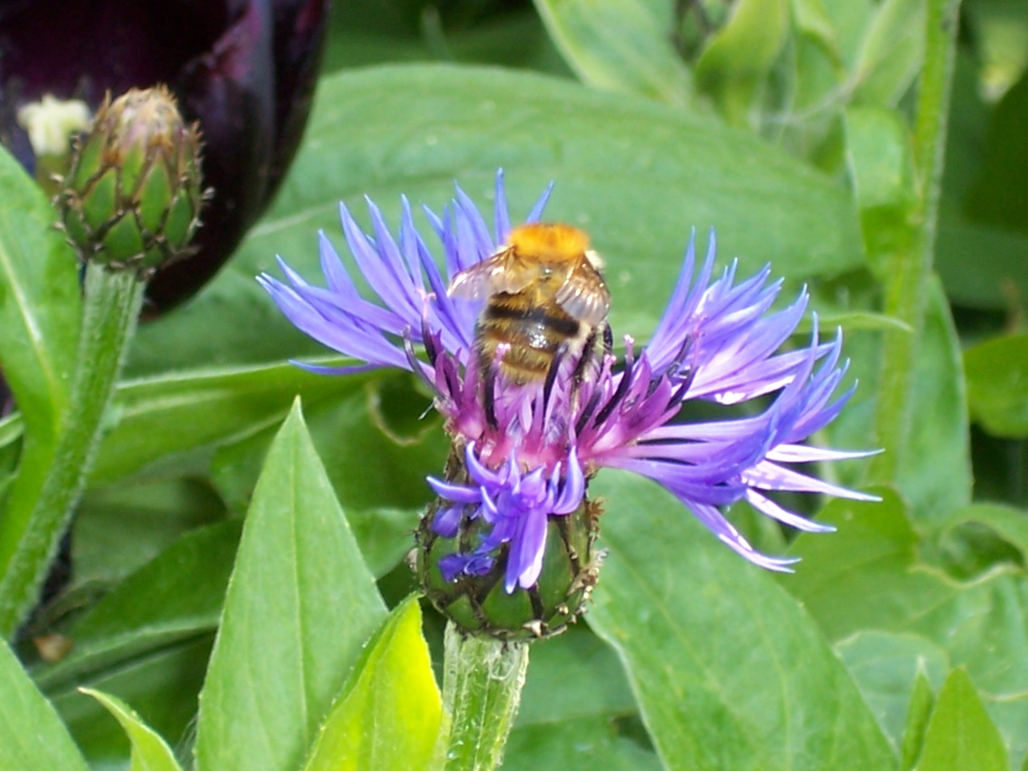 Fonds d'cran Animaux Insectes - Abeilles Gupes ... Bourdon