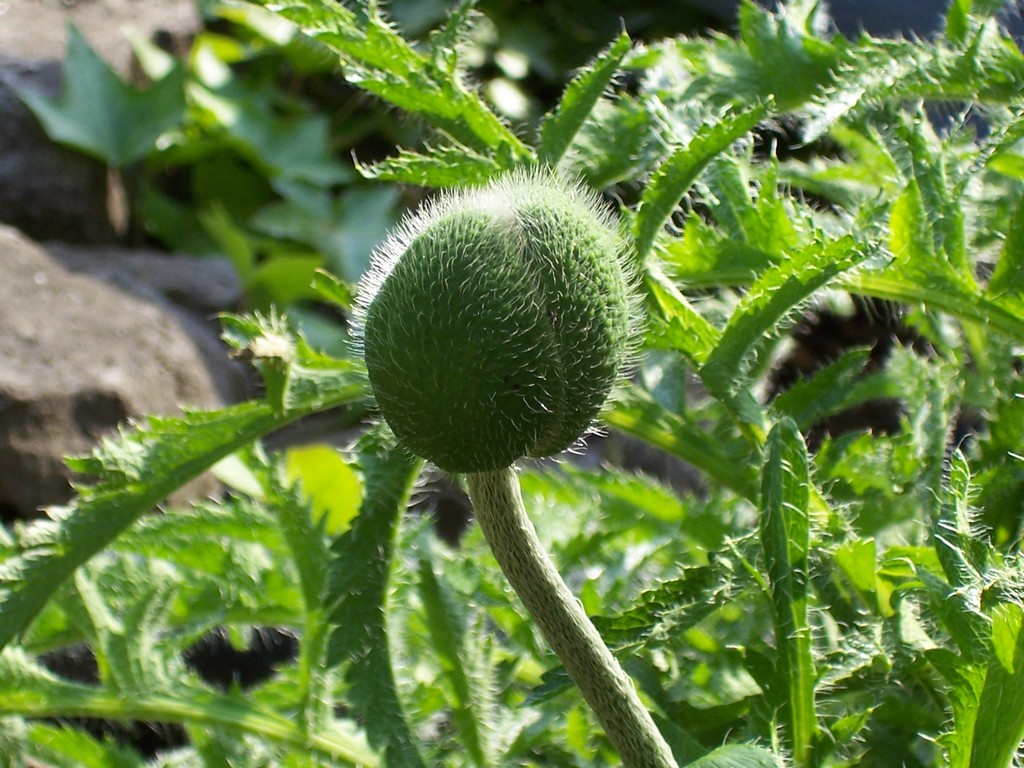 Fonds d'cran Nature Fleurs Coquelicot ferm