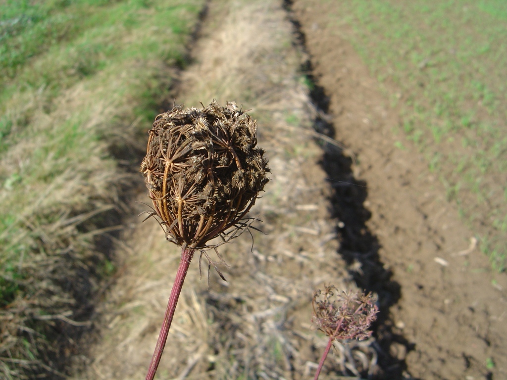 Fonds d'cran Nature Plantes - Arbustes 