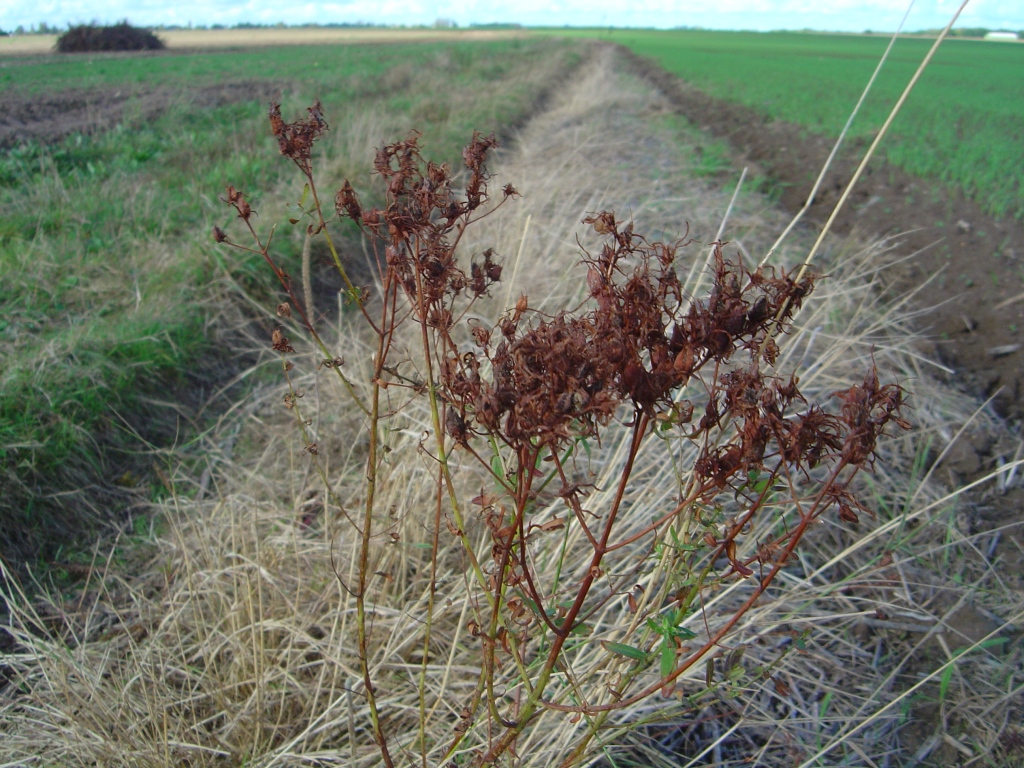 Wallpapers Nature Plants - Shrubs 