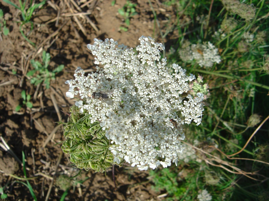 Fonds d'cran Nature Fleurs 