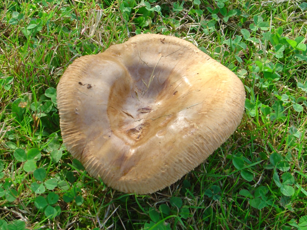 Wallpapers Nature Mushrooms 