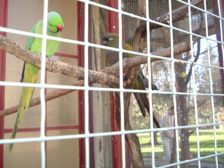 Wallpapers Animals Birds - Parrots Perroquets tourangeaux !