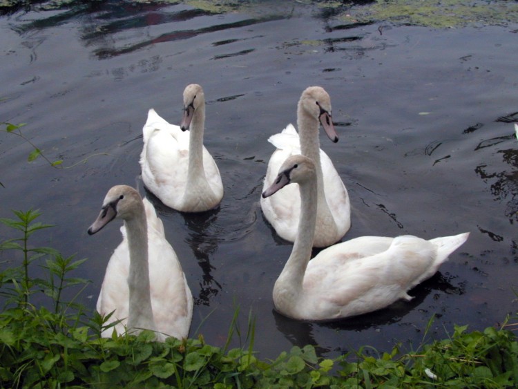 Wallpapers Animals Birds - Ducks Cygnes