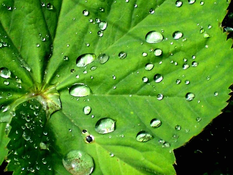 Fonds d'cran Nature Feuilles - Feuillages Gouttes d'eau