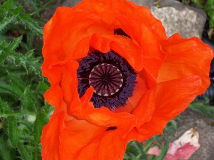 Fonds d'cran Nature Fleurs Coquelicot