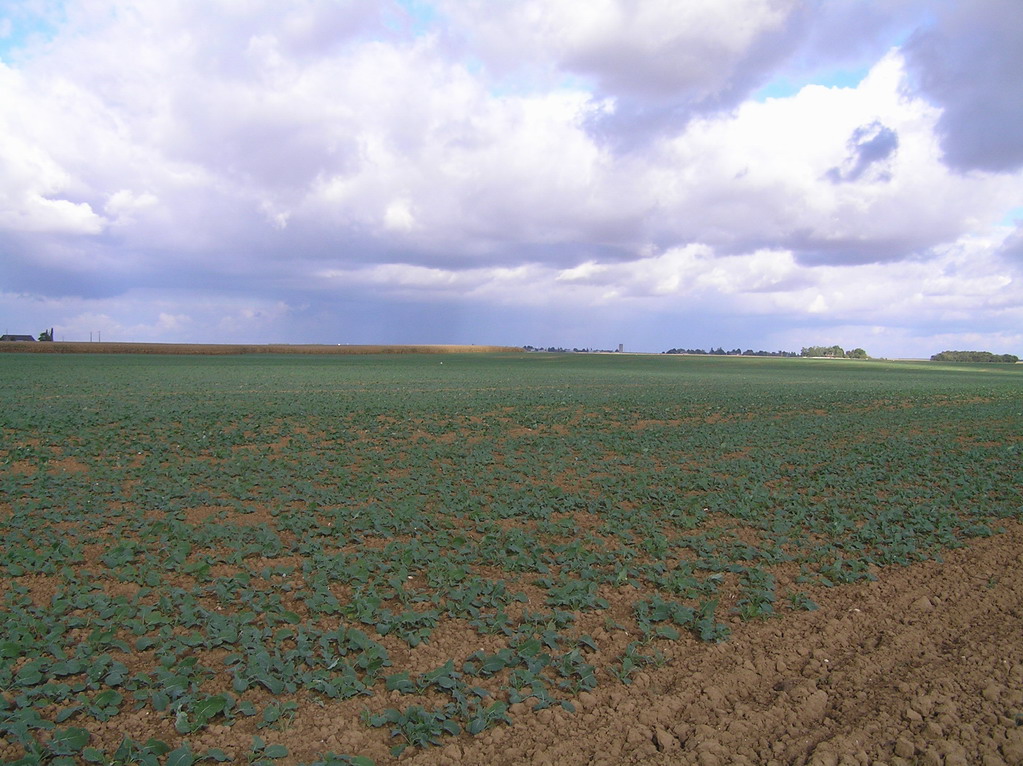 Fonds d'cran Nature Champs - Prairies 