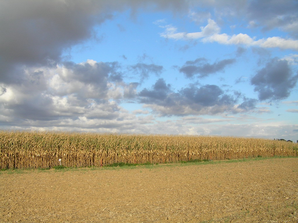 Fonds d'cran Nature Champs - Prairies 