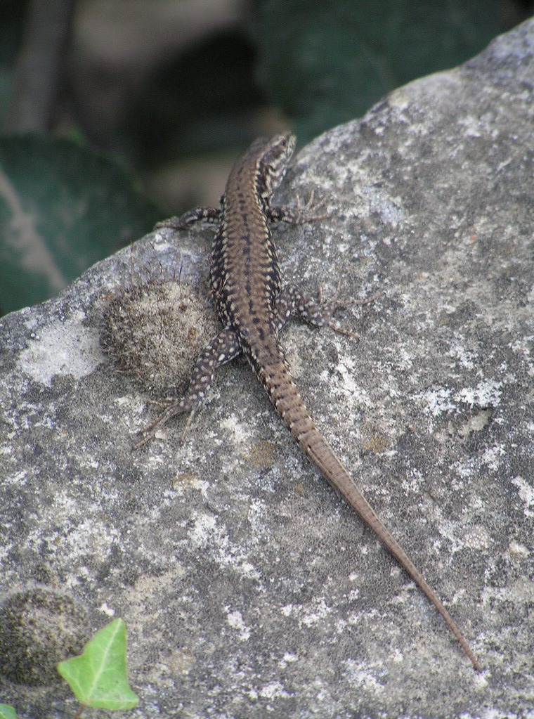 Fonds d'cran Animaux Lzards - Iguanes Lzard