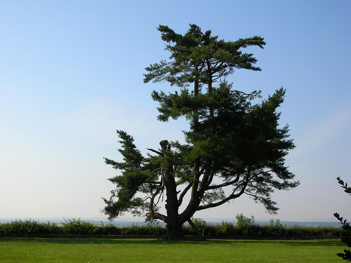 Fonds d'cran Nature Arbres - Forts Arbre dcapit