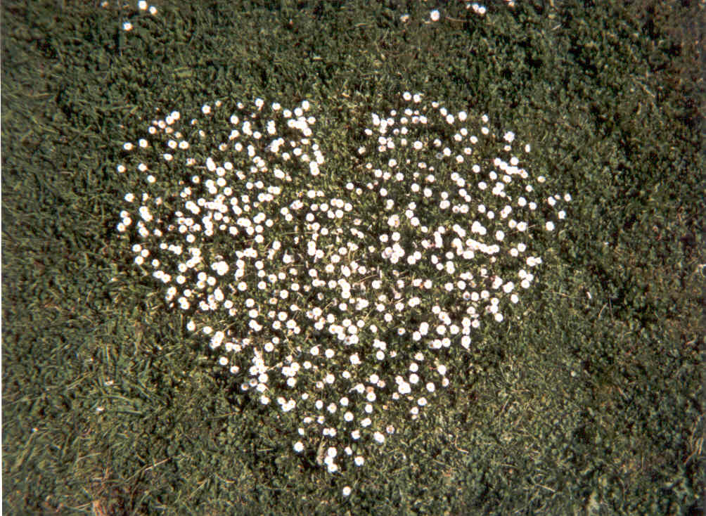 Fonds d'cran Nature Fleurs coeur en paquerettes