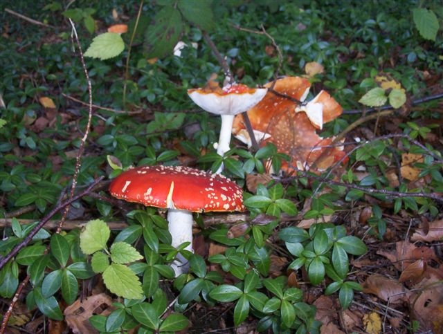 Wallpapers Nature Mushrooms Amanites tue-mouche.