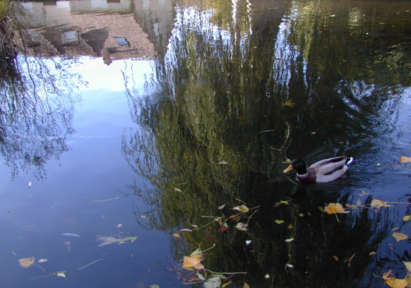 Wallpapers Nature Water - Reflection Reflets