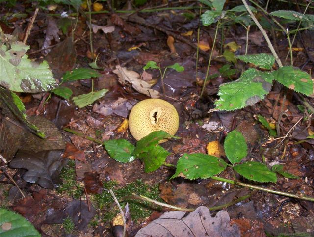 Fonds d'cran Nature Champignons Jeune Sclroderme vulgaire