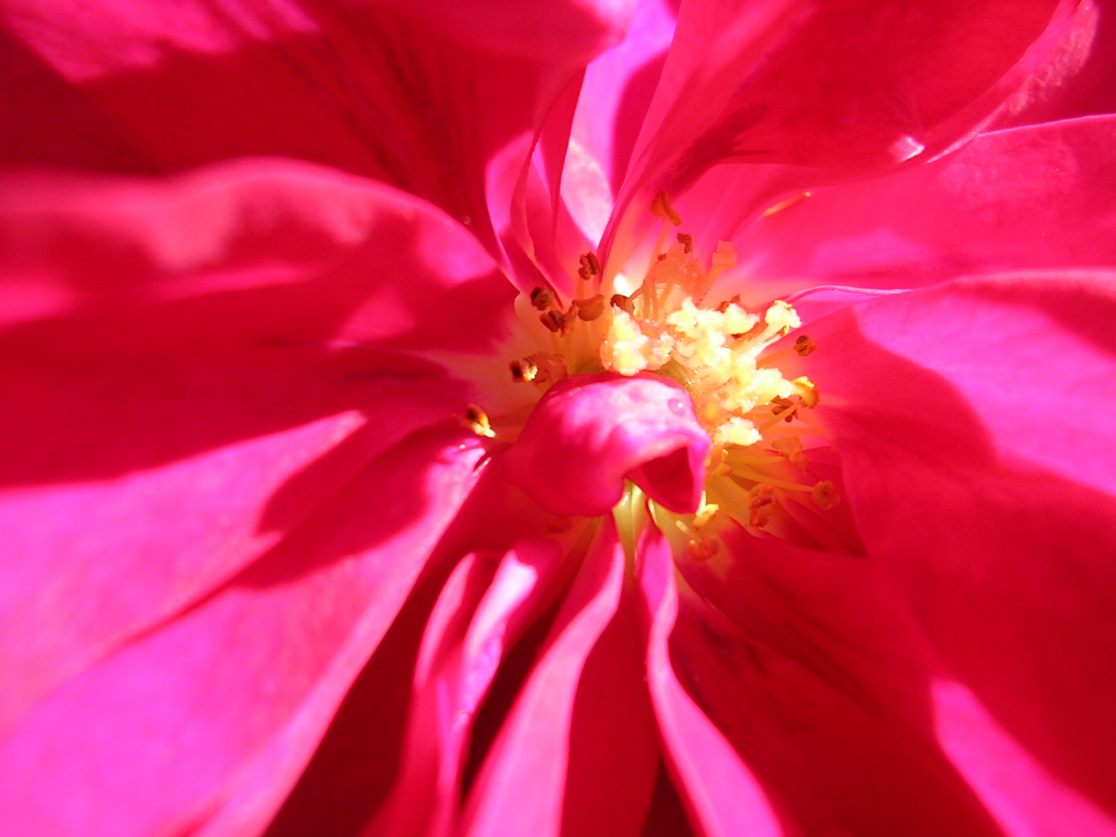 Fonds d'cran Nature Fleurs Au nom de la rose