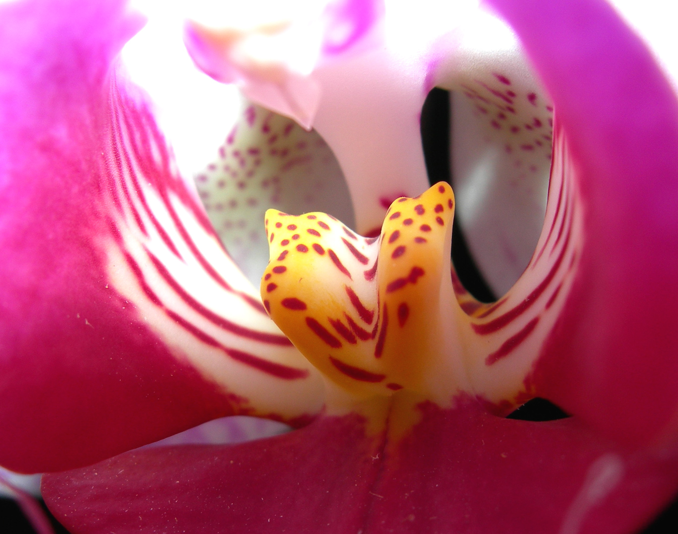 Wallpapers Nature Flowers orchide