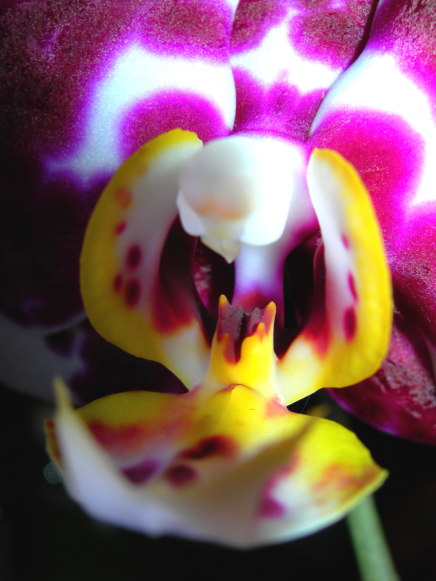 Fonds d'cran Nature Fleurs orchide