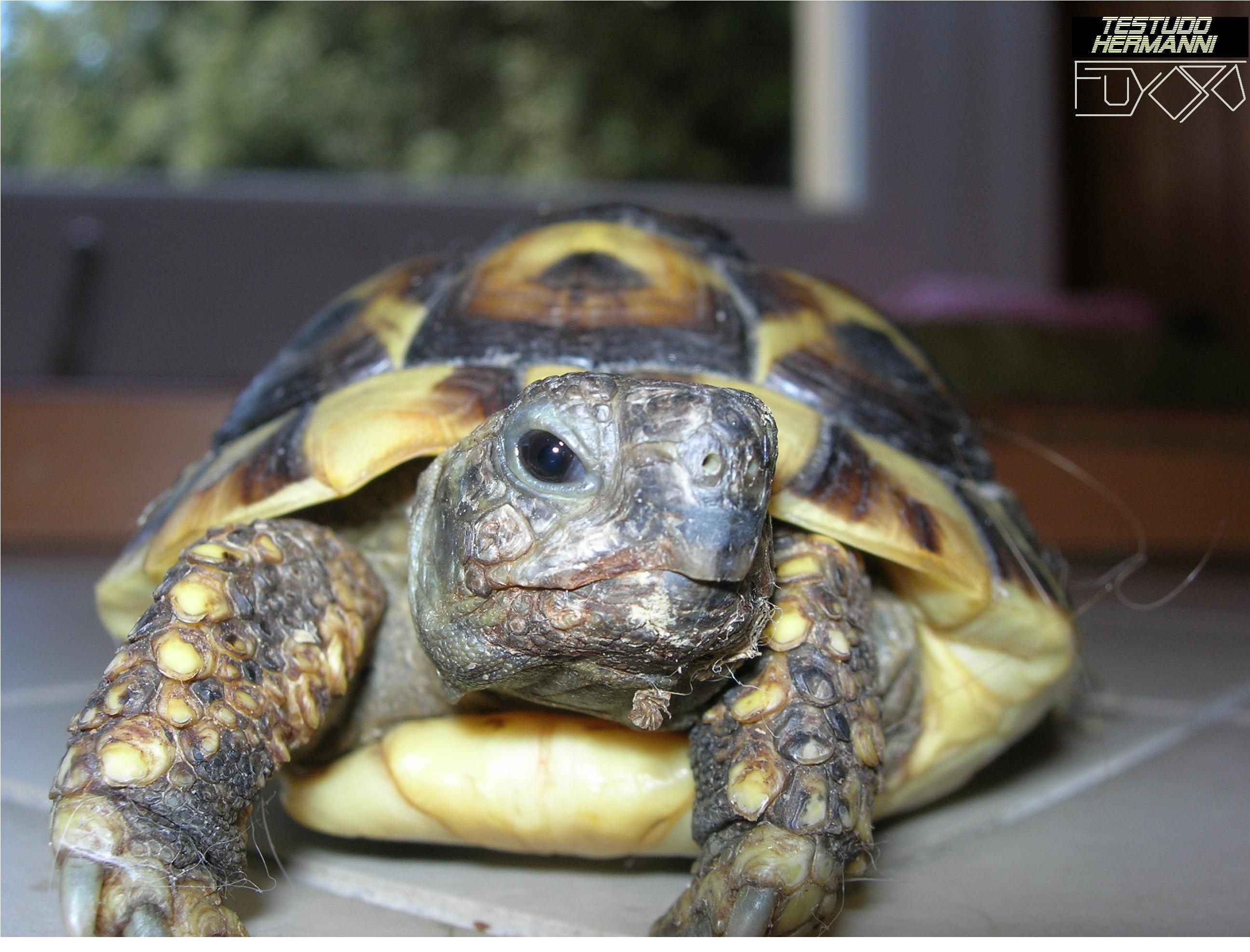 Fonds d'cran Animaux Tortues Fuyopo