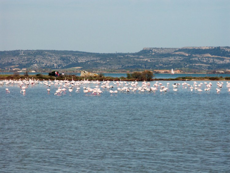 Fonds d'cran Animaux Oiseaux - Flamands roses Etang de Bages