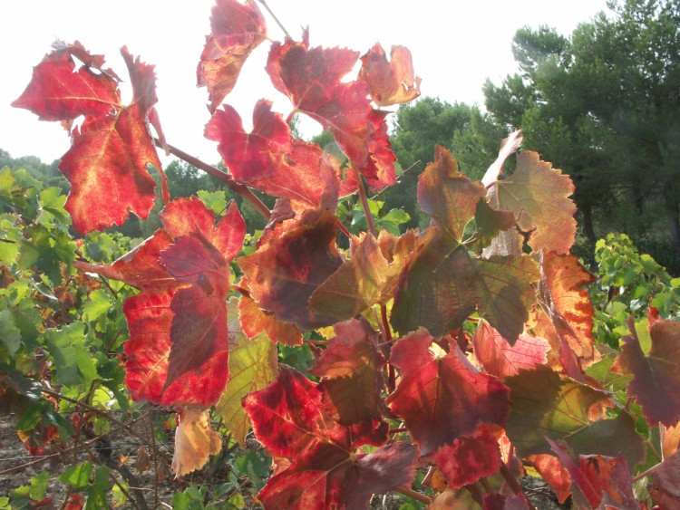 Wallpapers Nature Seasons - Fall Languedoc/Roussillon