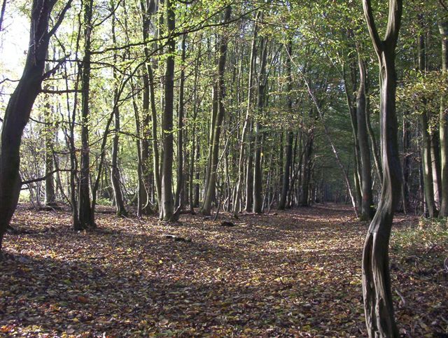 Fonds d'cran Nature Saisons - Automne C'est l'automne!