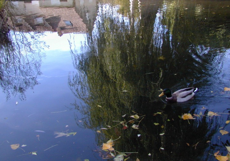 Wallpapers Nature Water - Reflection Reflets