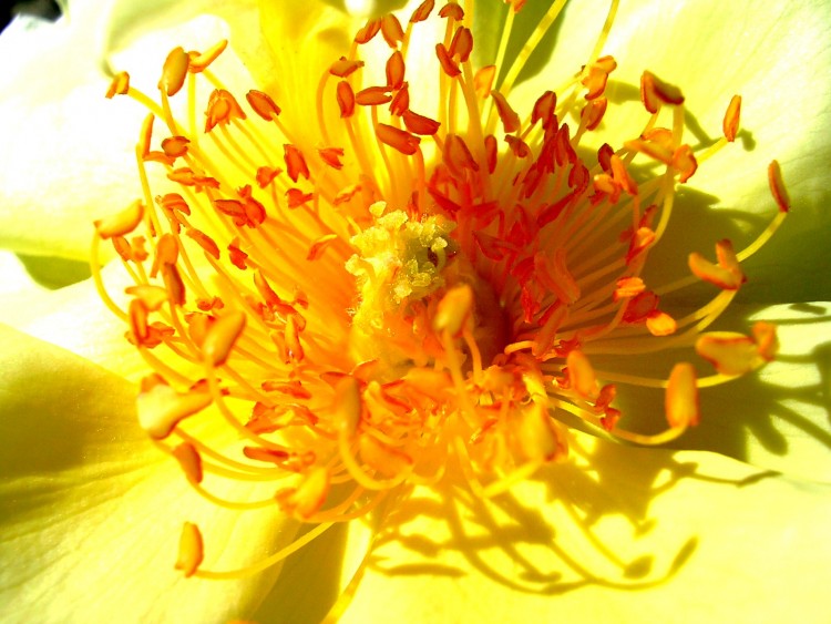 Fonds d'cran Nature Fleurs Au coeur de la rose