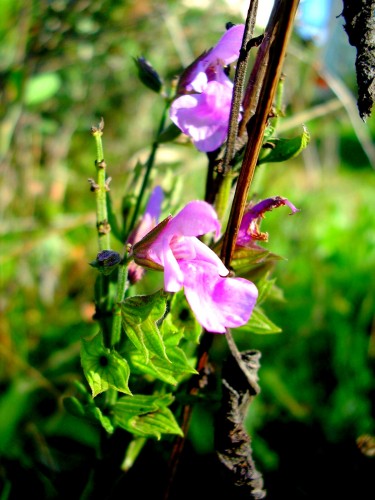 Fonds d'cran Nature Fleurs Fleur de sauge