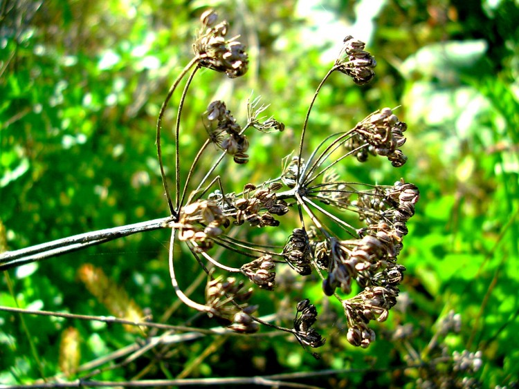 Fonds d'cran Nature Fleurs Fleur fane..