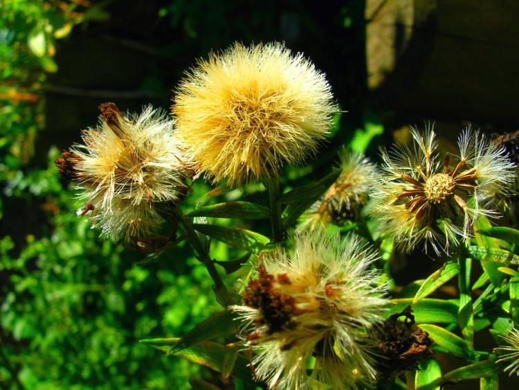 Fonds d'cran Nature Fleurs Aster fane