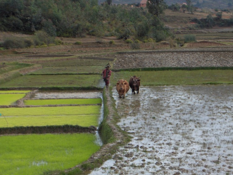 Wallpapers Trips : Africa Madagascar Rizire  Fianarantsoa