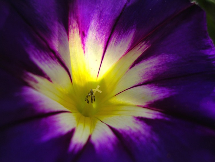 Fonds d'cran Nature Fleurs macro de fleur